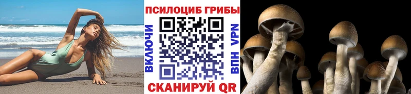 Псилоцибиновые грибы Psilocybine cubensis  Пушкино 